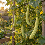 Armenian Cucumber Seeds growing in a home garden
