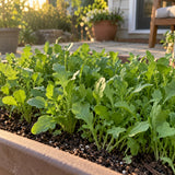 Arugula Baby Greens Seeds growing in a home garden