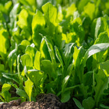 Broad Astro arugula leaves