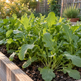 Astro Arugula Seeds growing in a home garden