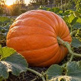 Atlantic Giant Pumpkin Seeds growing in a home garden