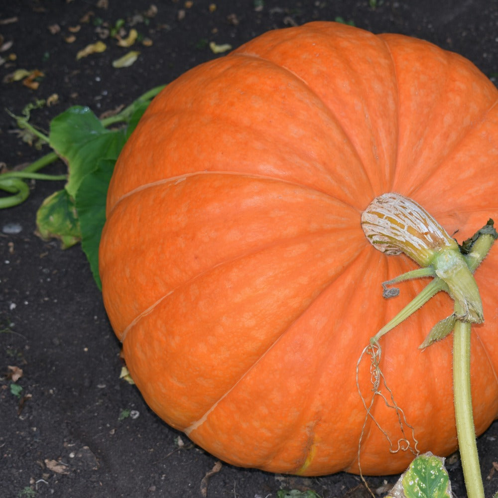 Very large Atlantic Giant pumpkin