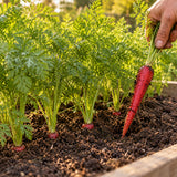 Atomic Red Carrot Seeds growing in a home garden