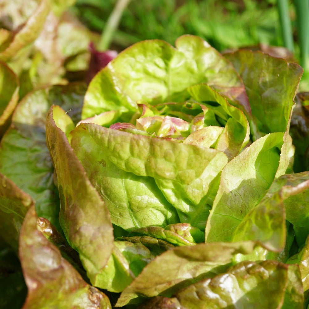 Product image of australe butterhead lettuce seeds
