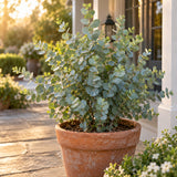 Baby Blue Eucalyptus Seeds growing in a home garden