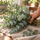 Baby Blue Eucalyptus Seeds harvest up close
