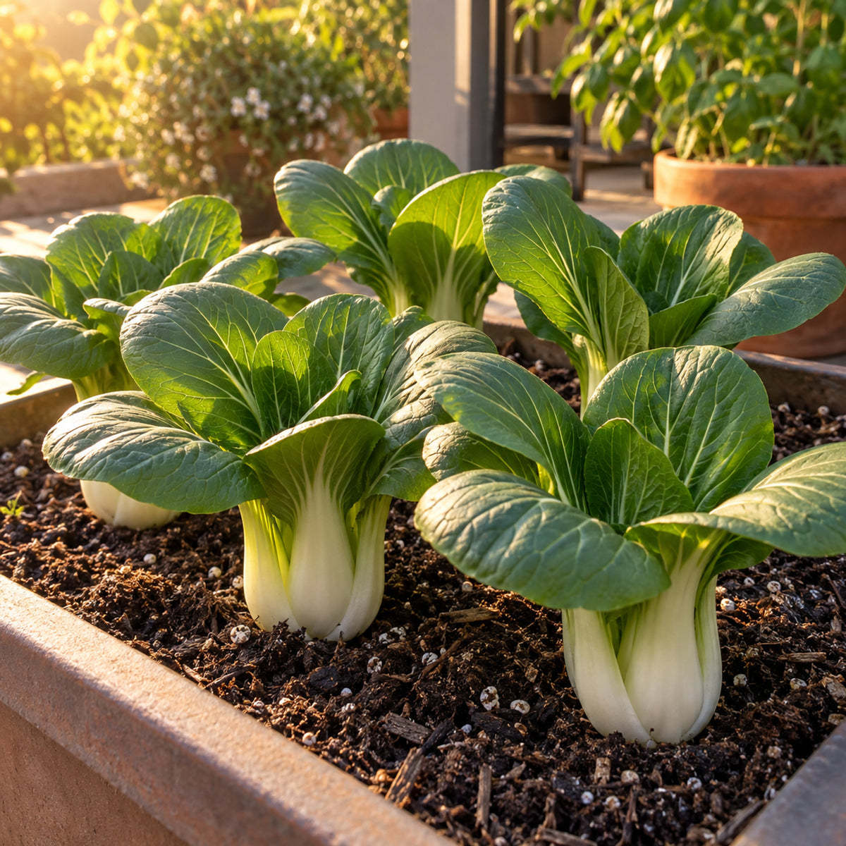 Baby Choi Bok Choy Seeds growing in a home garden