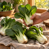 Baby Choi Bok Choy Seeds harvest up close