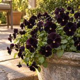 Back To Black Viola Seeds growing in a home garden