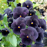 Back To Black Viola seed packet