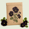 Kraft seed packet illustrated with Back To Black Viola, with fresh Back To Black Viola beside it