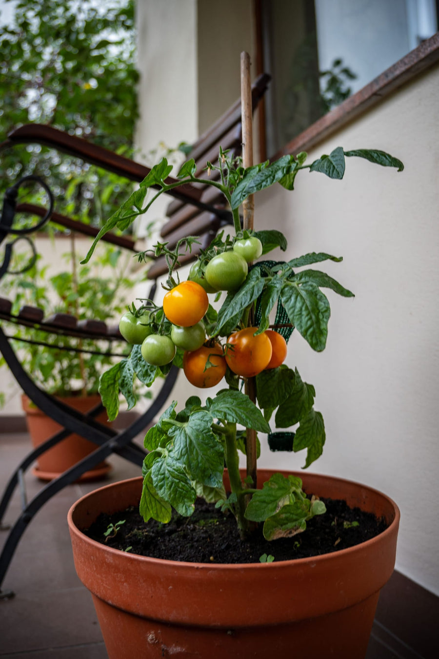 Tomates creciendo en macetas en un balcón