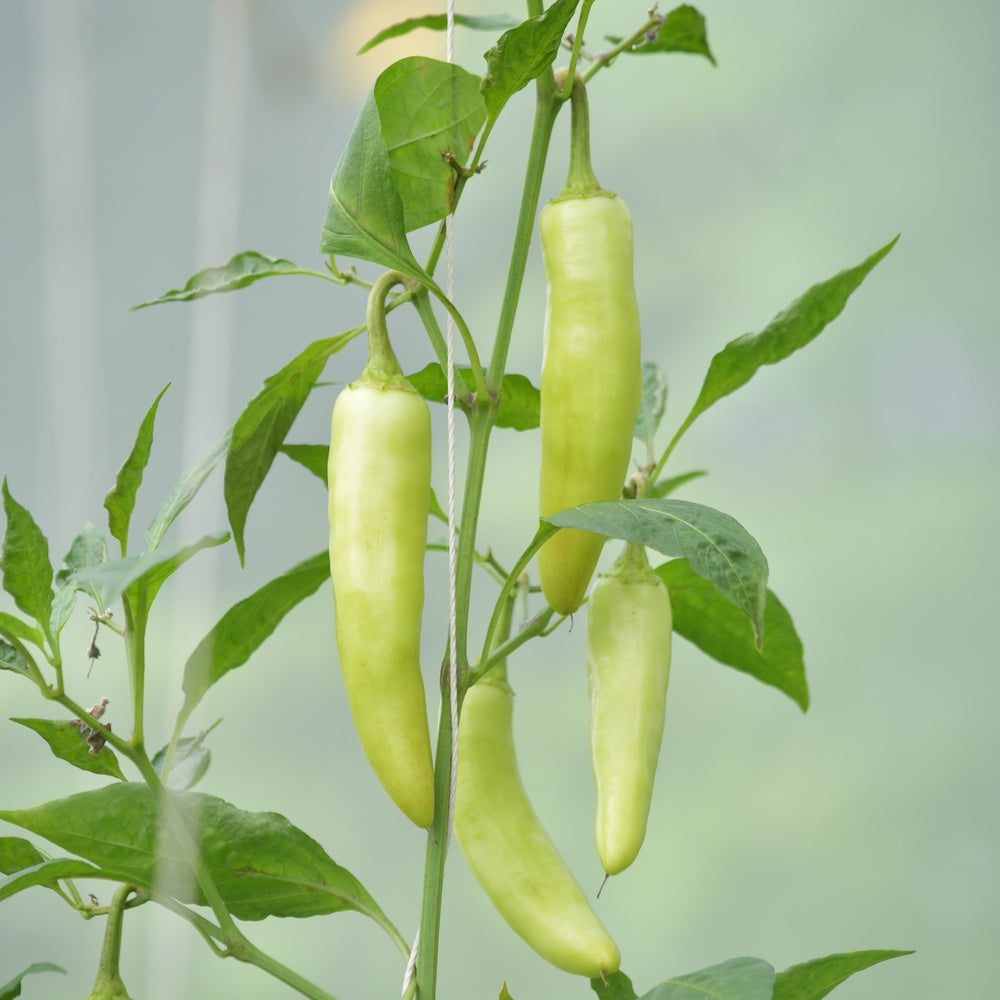 Sweet Banana Pepper Heirloom plants in the garden