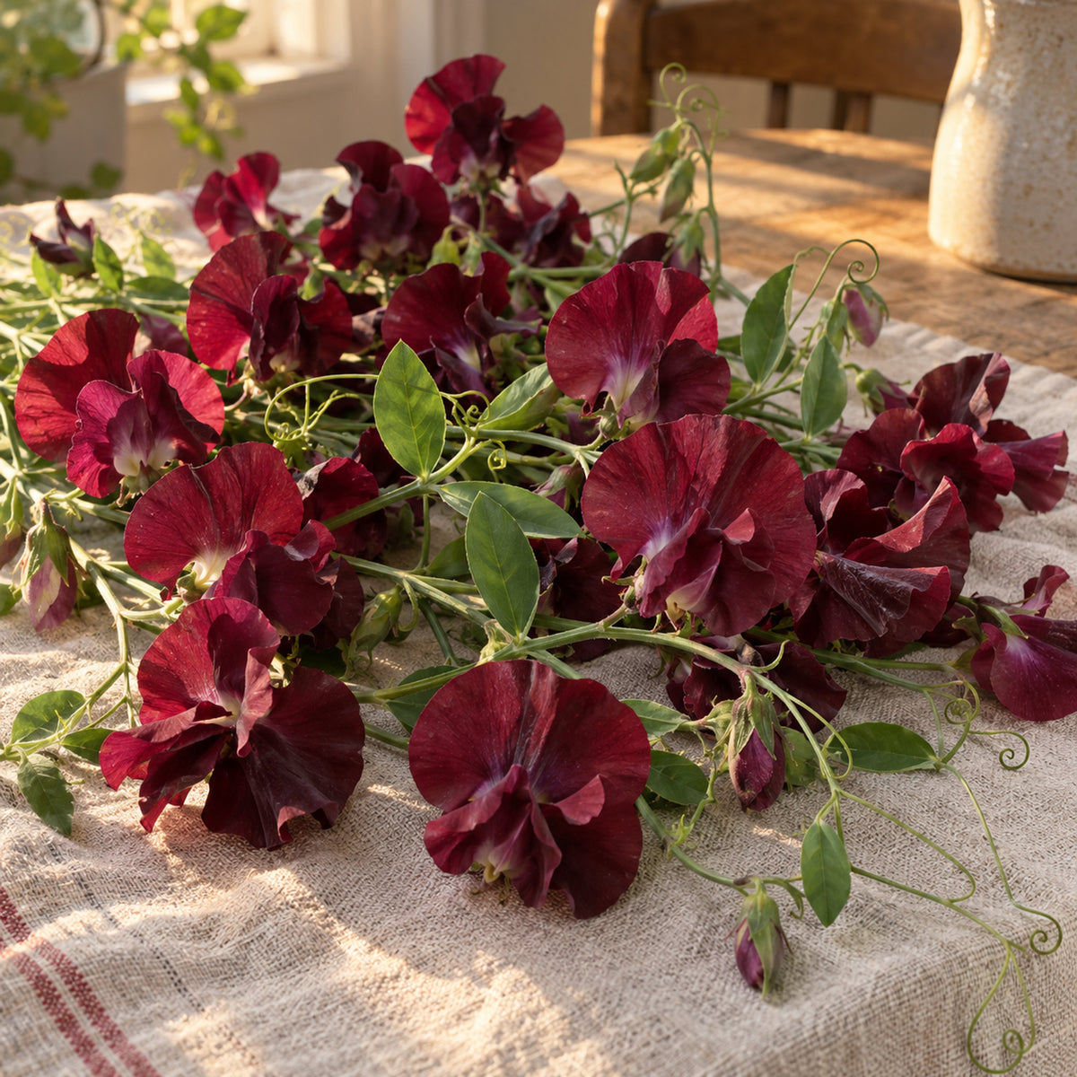 Beaujolais Sweet Pea Seeds harvest up close