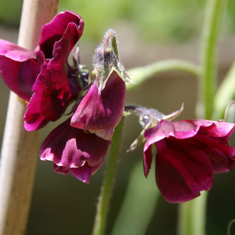 Deep colored Beaujolais sweet pea flowers
