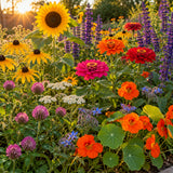 Bee Friendly Flower Mix Seeds growing in a home garden