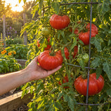 Beefsteak Pole Tomato Seeds growing in a home garden
