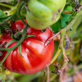 Large red Beefsteak tomatoes