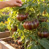 Beefy Purple Bush Tomato Seeds growing in a home garden