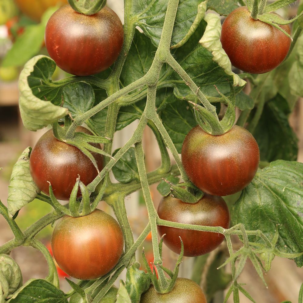 Beefy Purple Bush Tomato seed packet