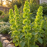 Bells of Ireland Flower Seeds growing in a home garden