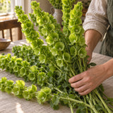 Bells of Ireland Flower Seeds harvest up close