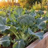 Belstar Broccoli Seeds growing in a home garden