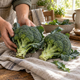 Belstar Broccoli Seeds harvest up close