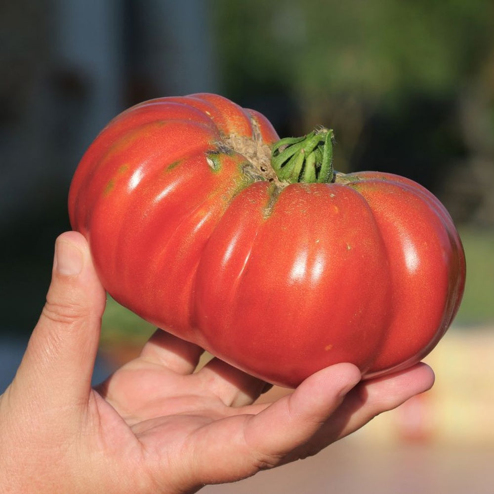Big Brandy Pole Tomato seed packet