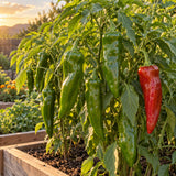 Big Jim New Mexico Chile Pepper Seeds growing in a home garden
