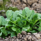 Leaves of big seeded m?che