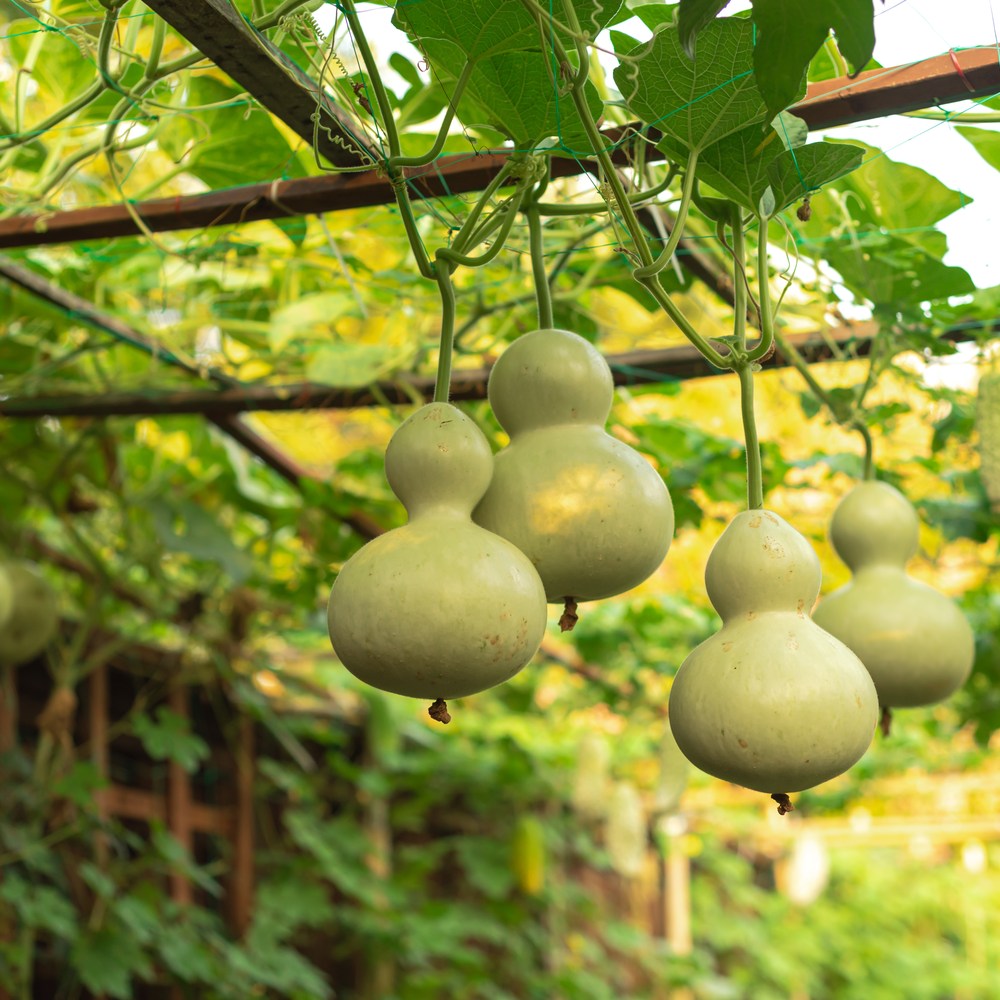 Hard shelled birdhouse gourds on a vine