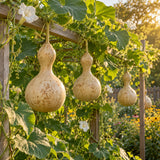Birdhouse Hard Shelled Gourd Seeds growing in a home garden