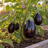 Black Beauty Eggplant Seeds growing in a home garden