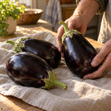 Black Beauty Eggplant Seeds harvest up close