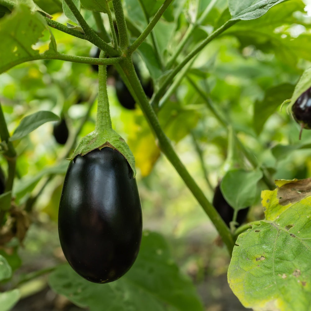 Black Beauty eggplant fruit and lavender blossoms