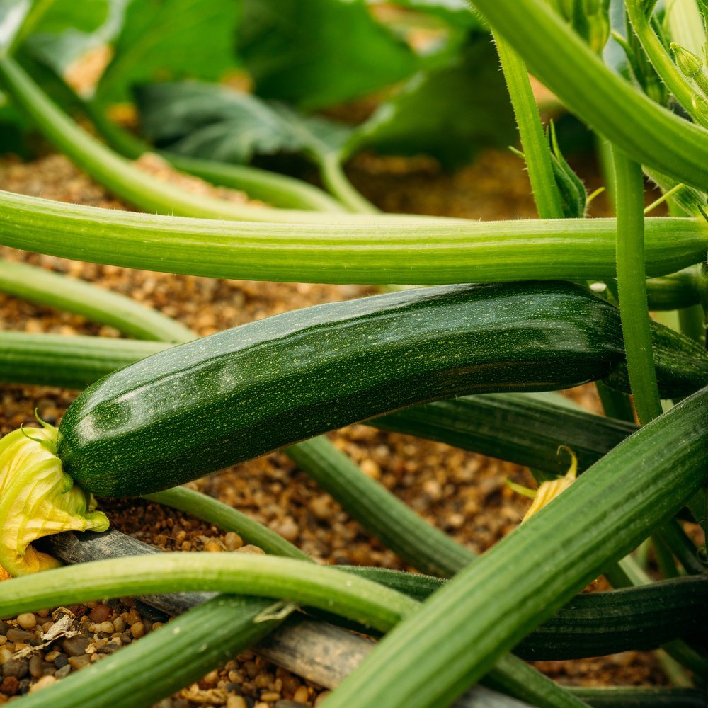 Black Beauty Zucchini plants in the garden