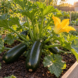 Black Beauty Zucchini Seeds growing in a home garden