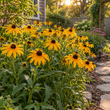 Black-Eyed Susan Seeds growing in a home garden