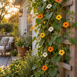 Black-Eyed Susan Vine Seeds growing in a home garden