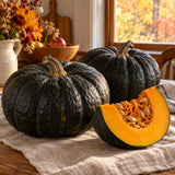 Black Kat Pumpkin Seeds harvest up close