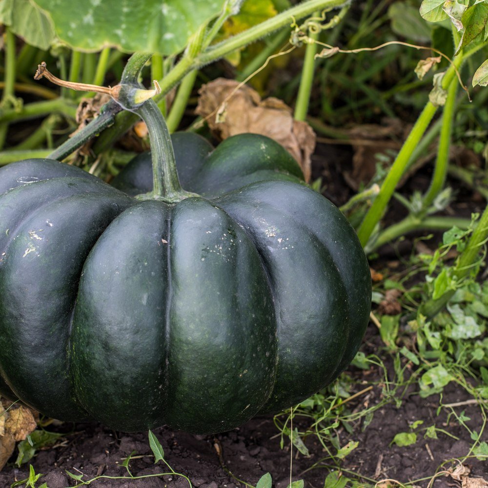 Product image of black kat pumpkin seeds