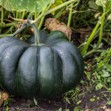 Product image of black kat pumpkin seeds