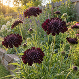 Black Knight Pincushion Flower Seeds growing in a home garden