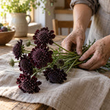 Black Knight Pincushion Flower Seeds harvest up close