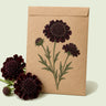Kraft seed packet illustrated with Black Knight Pincushion Flower, with fresh Black Knight Pincushion Flower beside it