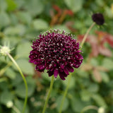 Dark Black Knight scabiosa flowers