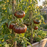 Black Krim Pole Tomato Seeds growing in a home garden