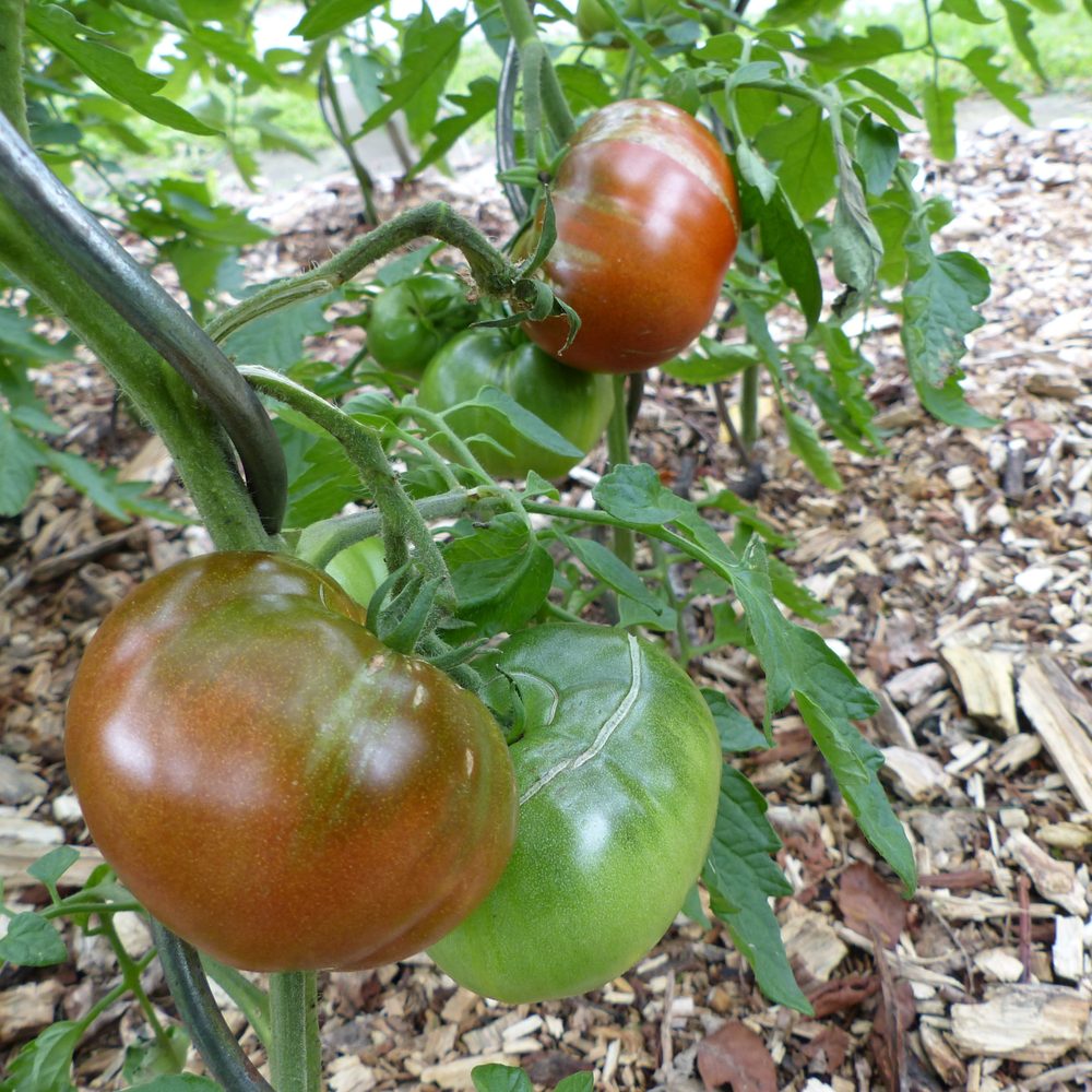 Reddish brown Black Krim tomatoes