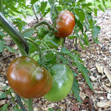 Reddish brown Black Krim tomatoes